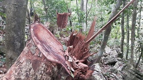 Vườn quốc gia Ba Bể lại phát hiện gỗ nghiến bị chặt hạ