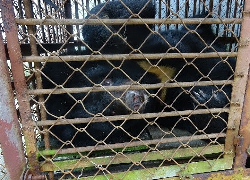 Cá thể gấu gần 200kg, được người dân bàn giao về Vườn quốc gia Cát Tiên