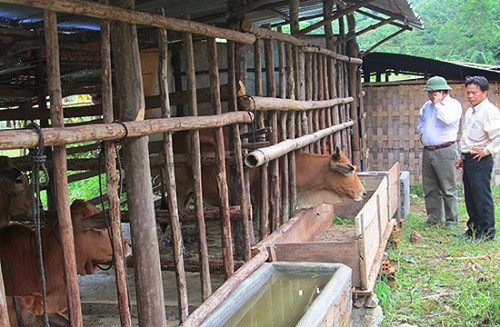 Huyện vùng cao Quảng Nam chủ động phòng chống đói rét cho vật nuôi