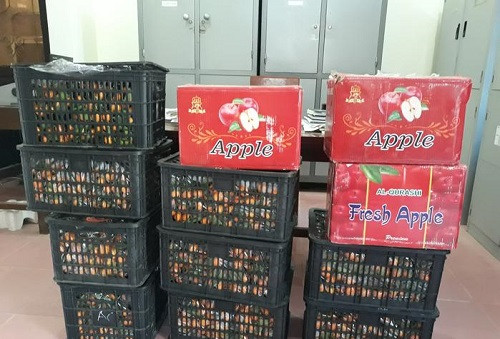 Kỳ Sơn (Nghệ An) bắt giữ 150 kg hoa quả không rõ nguồn gốc