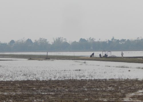 Đồng ruộng ngập úng nặng, người dân trồng lúa lao đao
