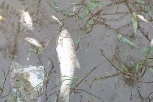 Thừa Thiên – Huế: Lấy mẫu nước xác định nguyên nhân cá chết ở sông Chợ Hôm