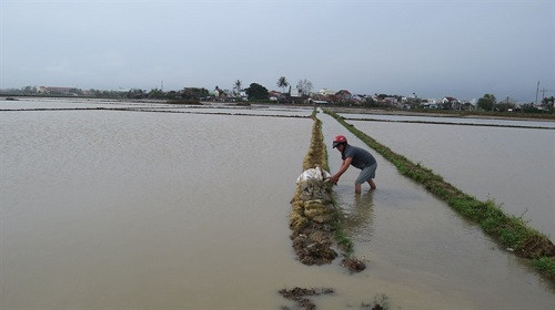 Phú Yên mưa to gây ngập trên ngàn ha lúa mới gieo sạ