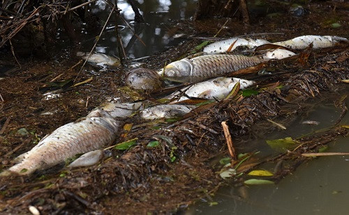 Quảng Ngãi: Cá chết trắng trên sông Phủ