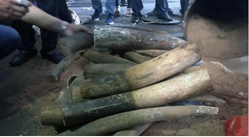 4 khúc ngà voi Châu Phi được vận chuyển bằng đường hàng không bị phát hiện tại sân bay Nội Bài