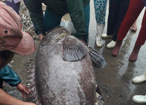 Quảng Ngãi: Ngư dân bắt được cá mú “khủng” nặng 64 kg dài 1,2m