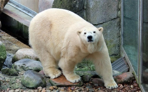 Gấu Bắc Cực chào đời Đông Bắc Scotland