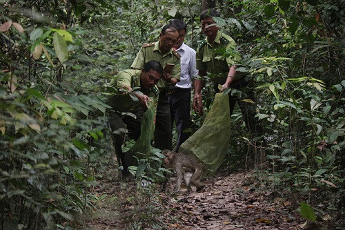 Bắc Giang chuyển giao, cứu hộ, bảo tồn 28 cá thể các loài động vật rừng quý, hiếm trong năm 2017