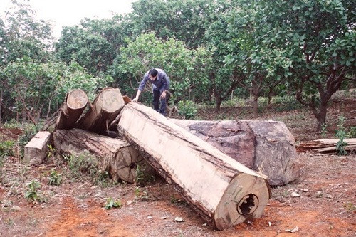 Gia Lai phát hiện số lượng lớn gỗ lậu dưới lòng hồ thủy điện Sê San 3A