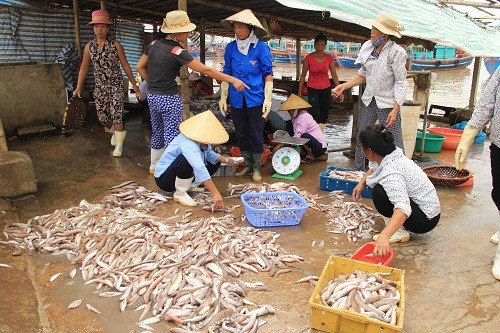 Thanh Hóa cần có giải pháp khắc phục ô nhiễm ở các làng nghề chế biến hải sản