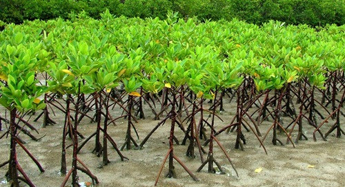 Núi Thành (Quảng Nam) triển khai trồng 7,82ha rừng ngập mặn