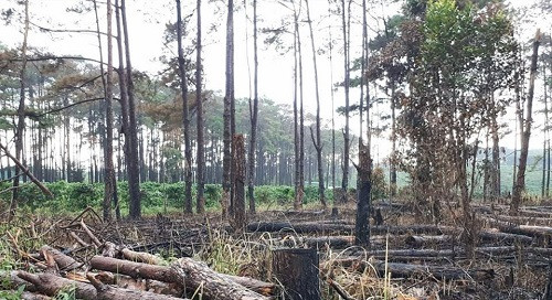 Đắk Nông: Xử lý 552 vụ phá rừng trái pháp luật trong năm 2017