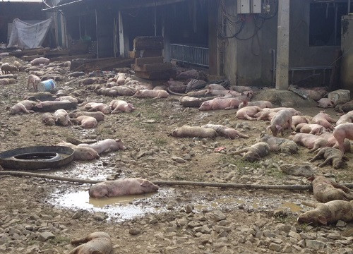 Đắk Nông: Chập điện trang trại 1.200 con lợn chết cháy