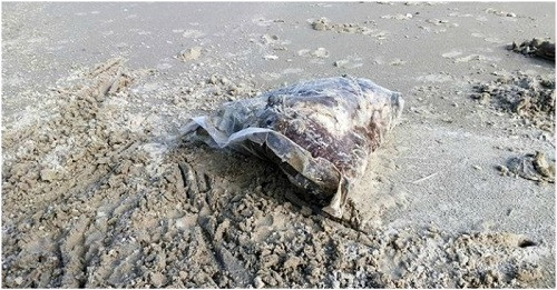 Vùng bãi biển Chân Mây – Lăng Cô xuất hiện nhiều túi thịt động vật chết bốc mùi hôi thối