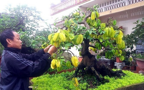 Khế bonsai trĩu quả, giá lên đến chục triệu đồng