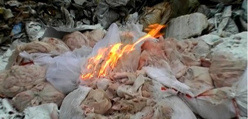 Quỳnh Lưu (Nghệ An) tiêu hủy gần 200 kg mỡ lợn không rõ nguồn gốc