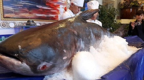 Hà Tĩnh: Nhà hàng mua cá “khủng” trăm triệu phục vụ khách