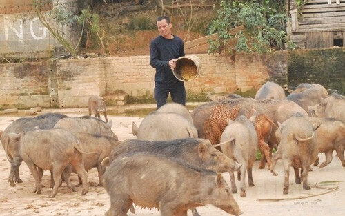 “Hốt” bạc triệu nhờ mô hình nuôi lợn rừng