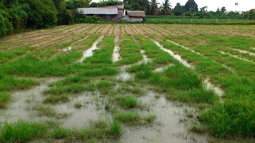 Tây Ninh xử lý nghiêm các lò mì xả nước thải gây ô nhiễm môi trường