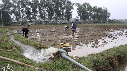 Ưu tiên cấp nước gieo cấy vụ Đông Xuân cho vùng khó khăn