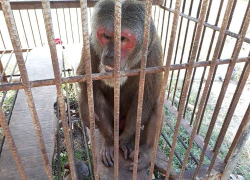 Long An giải cứu con khỉ mặt đỏ nặng hơn 10kg được nuôi nhốt