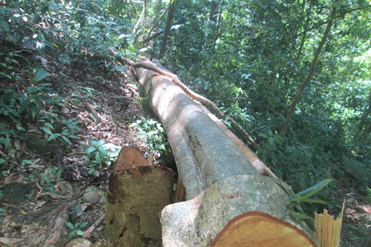 Lạc Dương (Lâm Đồng) số vụ phá rừng giảm