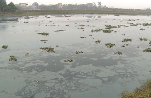 Hưng Yên: Sông Cửu An ô nhiễm, nổi váng