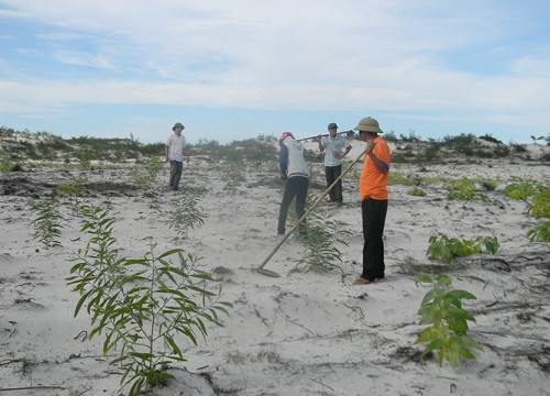Quảng Nam trồng 20ha rừng phòng hộ dọc đường ven biển 129
