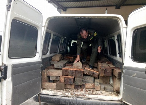 Hà Tĩnh: Lực lượng Kiểm lâm rượt đuổi 20km thu giữ xe chở gỗ trái phép của lâm tặc