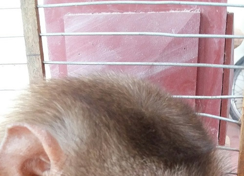 Bắc Giang chuyển giao một cá thể Khỉ đuôi lợn cho Trung tâm Cứu hộ động vật hoang dã Hà Nội