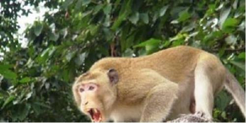 Ninh Thuận: Đàn khỉ xuống núi phá hoa màu, tấn công người dân