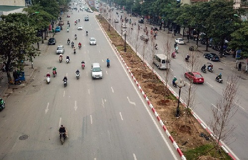 Tranh cãi xoay quanh chuyện trồng phong lá đỏ tại Hà Nội