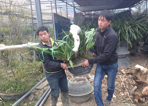 Sa Pa (Lào Cai) trồng hơn 10.000 chậu hoa địa lan phục vụ dịp Tết Mậu Tuất