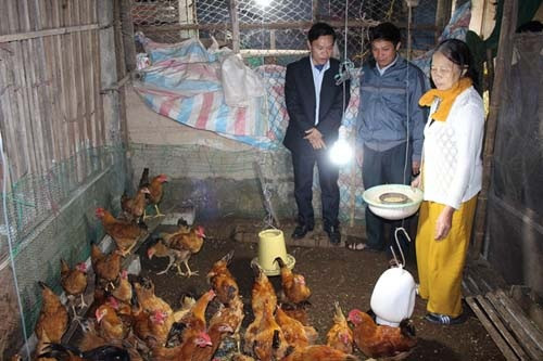 Mô hình nuôi gà trên đệm lót sinh học không gây ô nhiễm môi trường