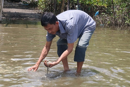 Xuất hiện tảo lam đe dọa thủy sinh tại Kiên Giang