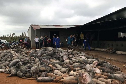 Đắk Nông thêm một vụ chập điện, hơn 1.000 con lợn chết cháy