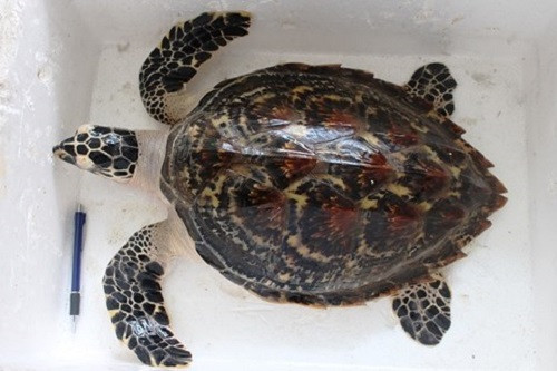 Thừa Thiên-Huế thả cá thể rùa quý hiếm nặng 5,5kg được trở về biển