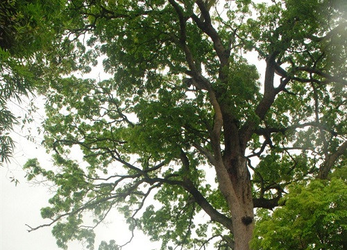 Cây Lim xanh nghìn năm tuổi, “Báu vật” rừng Yên Thế – Tiềm năng, phát triển du lịch Tâm linh – Sinh thái
