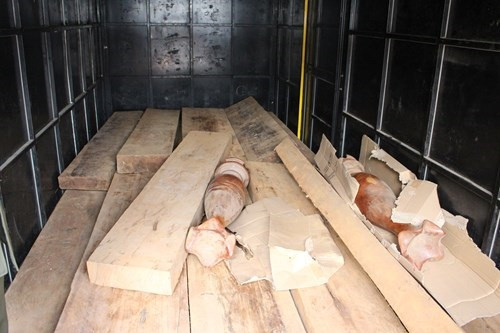Quảng Bình: CSGT bắt giữ số lượng gỗ lậu trên đường đi tiêu thụ
