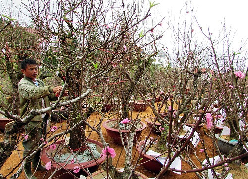 Thung lũng Hoa đào Mười Lời Đà Lạt có 500 gốc hoa đào đón Tết Mậu Tuất