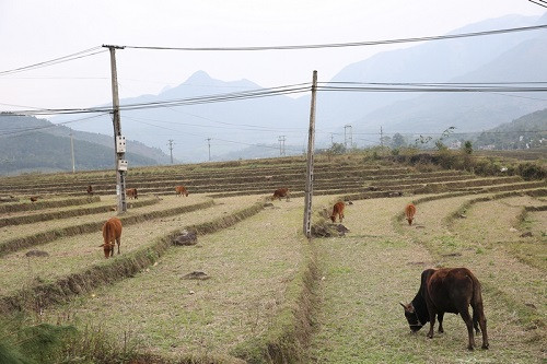 Quảng Ninh: Chủ động phòng rét cho người và vật nuôi