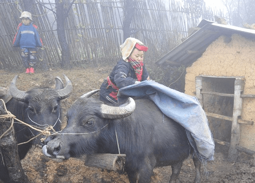 Yên Bái: Sau huyện Trạm Tấu đến Lục Yên có gia súc chết rét