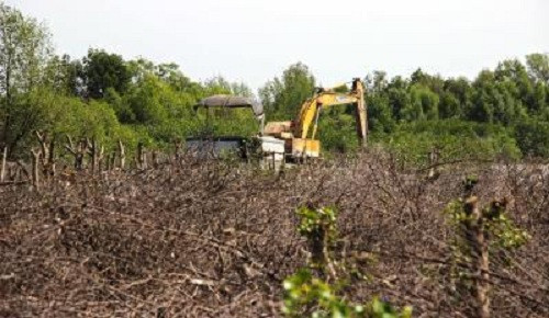 Xử lý nghiêm vụ phá rừng bãi bồi sông Bảy Háp nuôi hàu