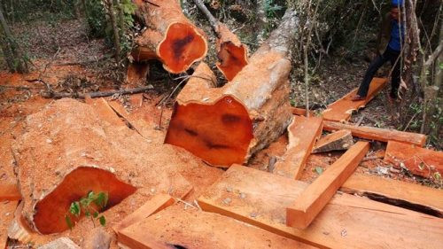 Vườn quốc gia Yok Đôn lại bị phá tanh bành quy mô lớn