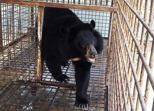 Kinh nghiệm quản lý hoạt động nuôi, nhốt gấu và bảo tồn gấu trong tự nhiên