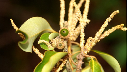 Vườn quốc gia Vũ Quang phát hiện loài thực vật mới