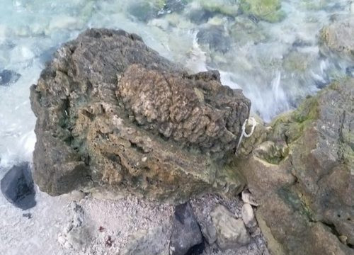 Hóa thạch san hô độc nhất vô nhị được phát hiện trên đảo Lý Sơn