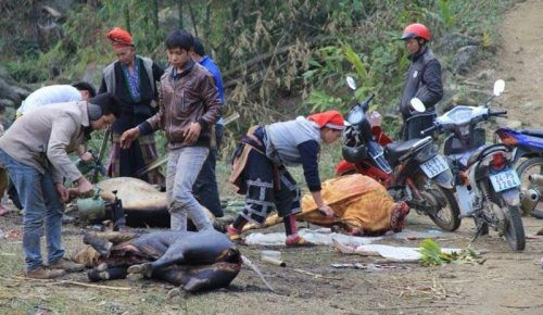 Gần 400 con gia súc chết rét tại Lào Cai