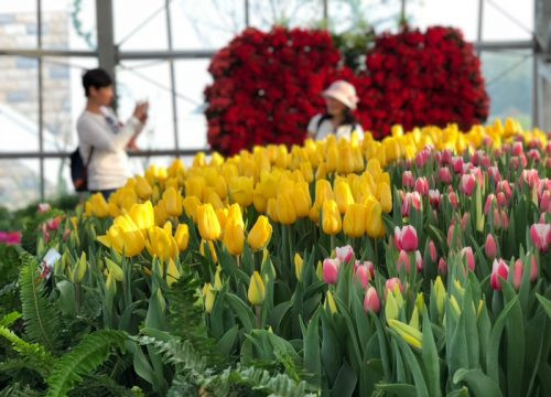 Ra mắt Lễ hội Tulip lớn nhất Việt Nam tại Vinpearl Nha Trang