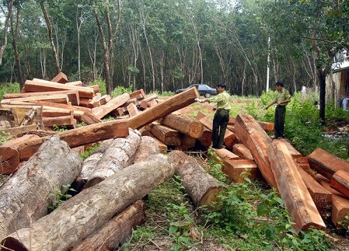 Chặt phá, lấn chiếm trái phép đất rừng vẫn diễn ra tại Đắk Lắk